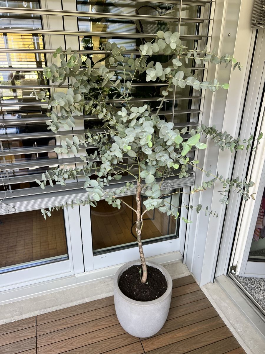 Piante & sementi: Eukalyptus Baum im Topf – Usato da Zürich venduto da Mariesieger 7