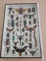 Insektensammlung im Kasten gute Sammlung