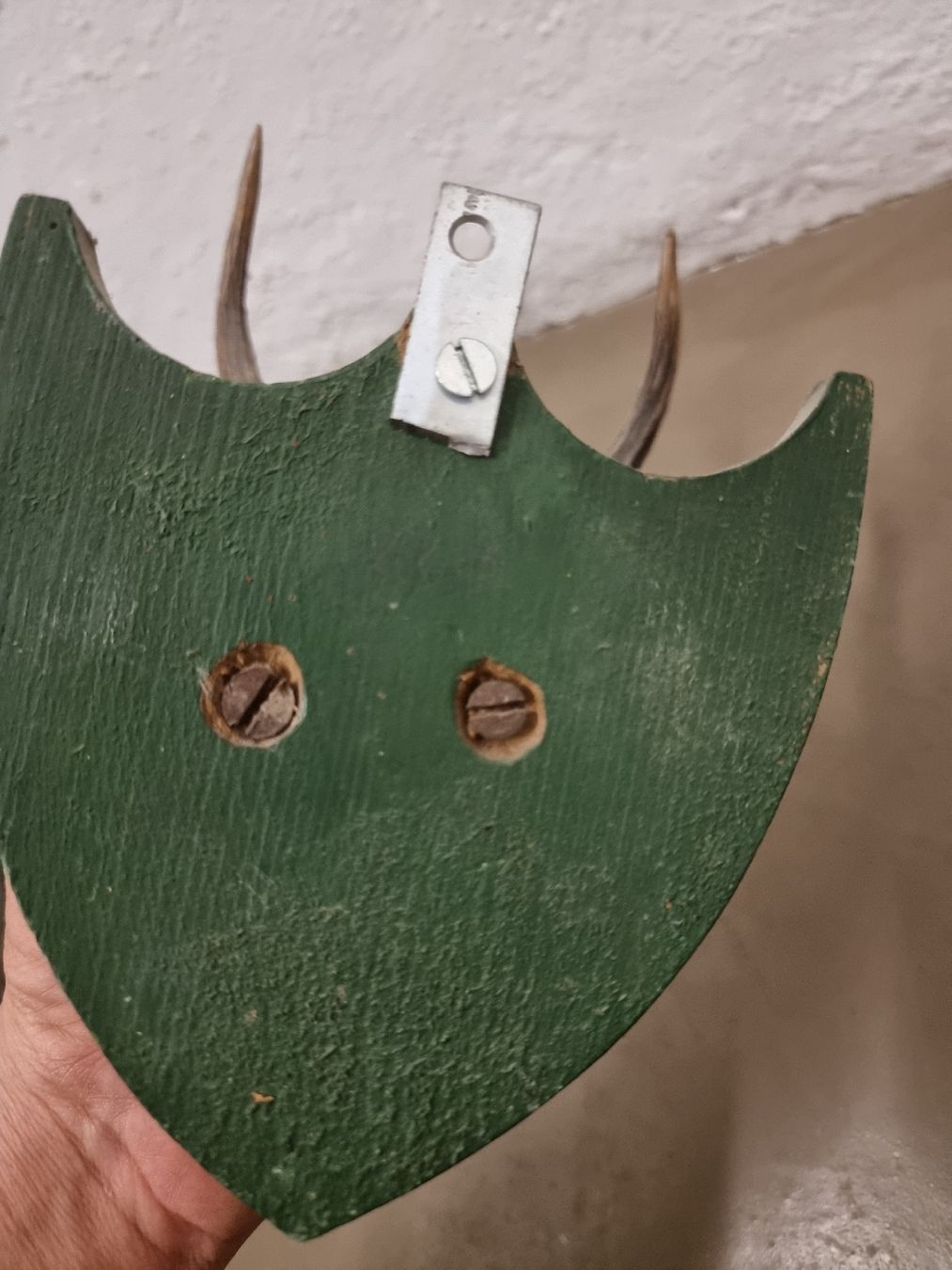 Il mondo degli animali: Hirschgeweih auf Grünem Schild - Jagdtrophäe Deko – Usato da Olten venduto da Mezopotamya 3