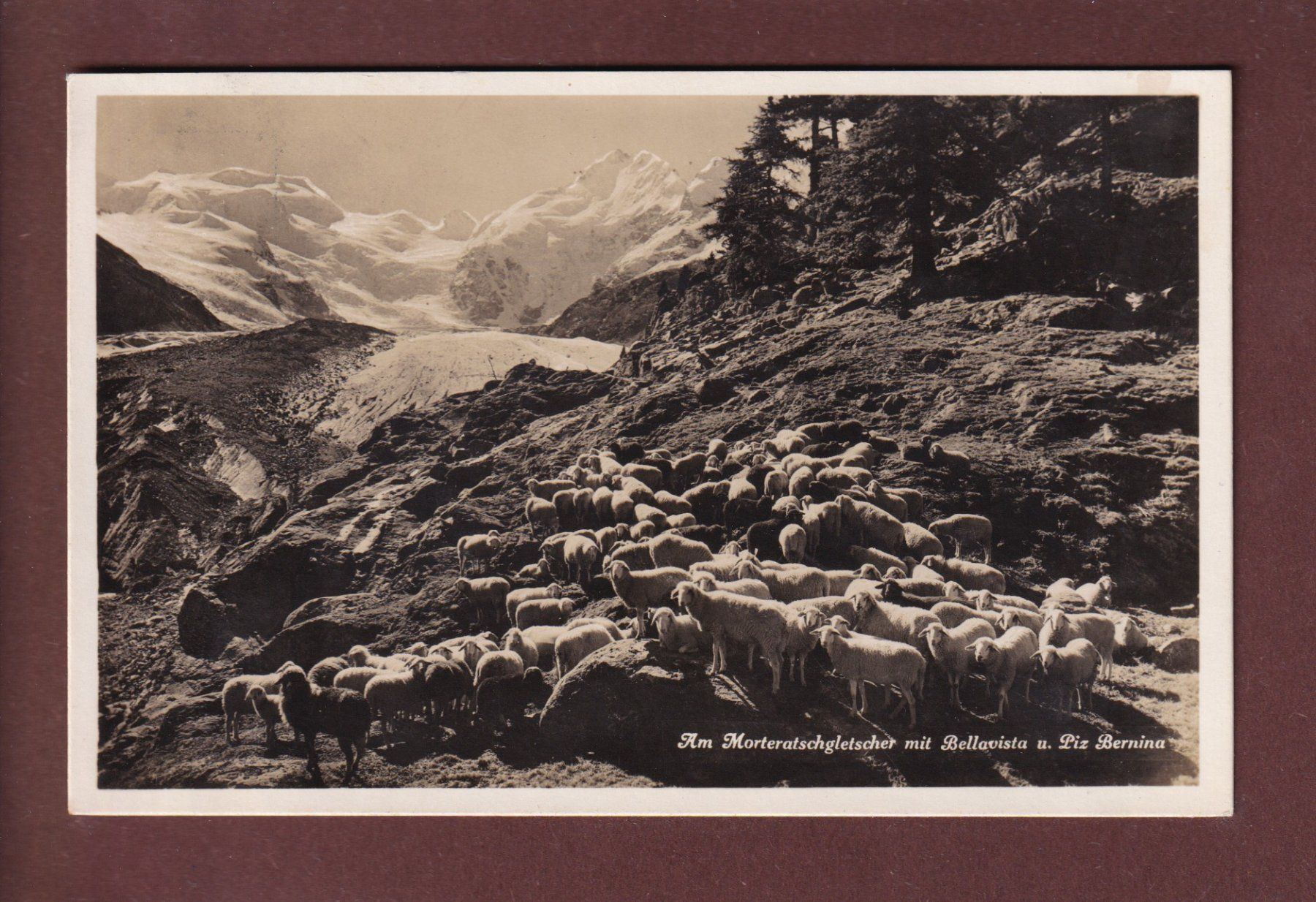 Cartoline postali: Am MORTERATSCHGLETSCHER - Schafherde - 1926 – Usato da Pully venduto da nicecards