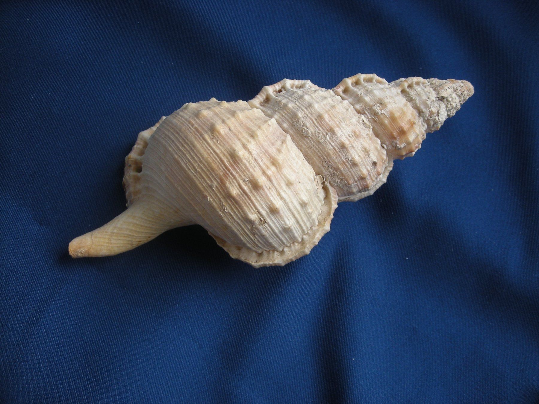 Fossilien: Wunderschöne Muschel Philippinen 16 cm – Gebraucht aus Spreitenbach von Sniper8952