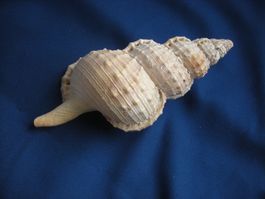 Wunderschöne Muschel Philippinen 16 cm