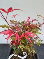 Acer palmatum "SHAINA" Zwergahorn, rotlaubig