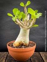 Adenium Obesum - Wüstenrose - "Bonsai-Bäumchen"