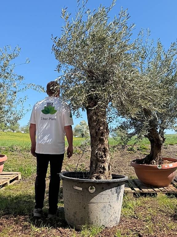 Pflanzen & Samen: Olivenbaum "Olea Europea 7 – Gebraucht aus Zuckenriet von Thur_Plant 4