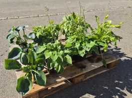 Hosta Pflanzen – 8 Stück-Set in verschiedenen Sorten