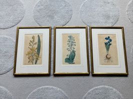 3 gerahmte botanische Drucke Pflanzenabbildungen Goldrahmen