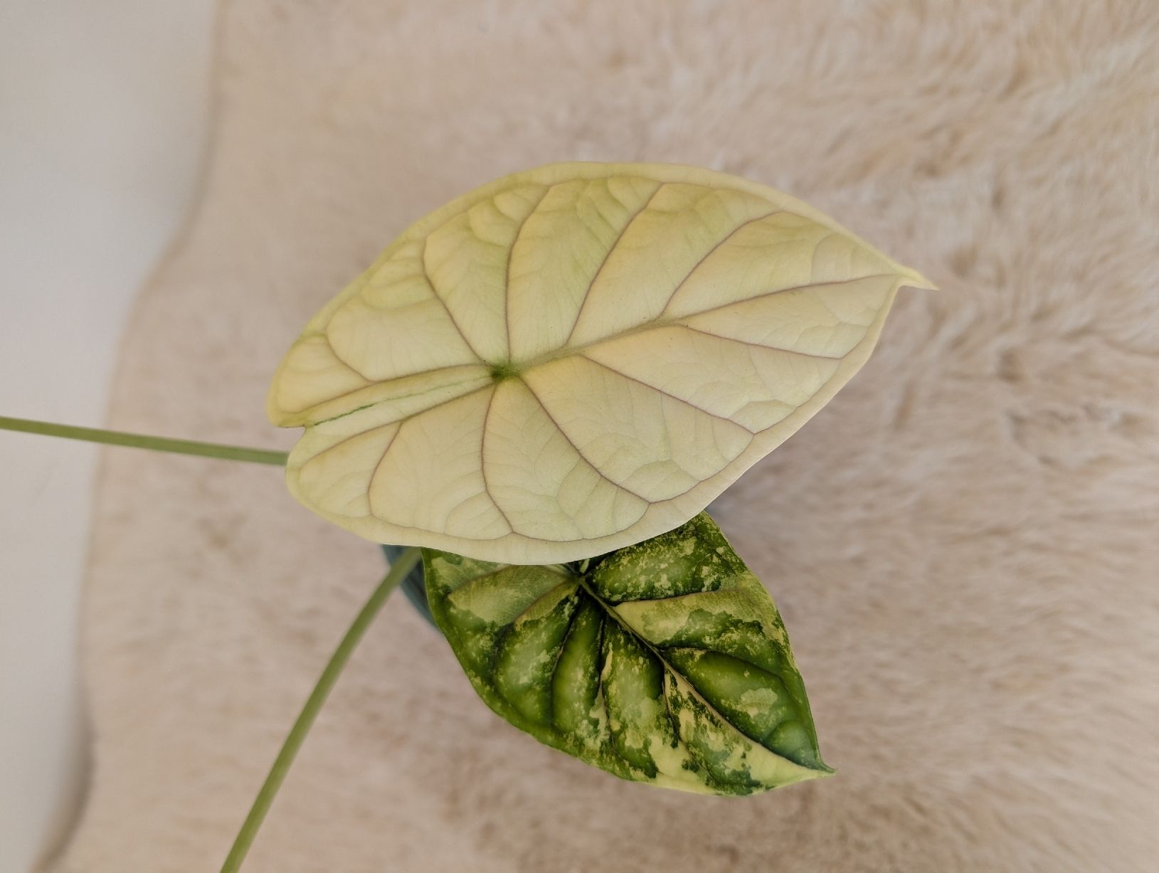 Piante & sementi: Alocasia Dragon Scale Albo – Nuovo (secondo la descrizione) da Waltensburg/Vuorz venduto da fop_lw7n 2