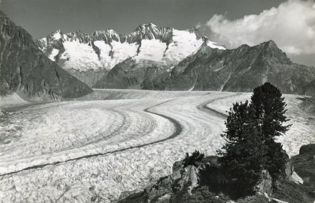 Cartes postales: Aletschgletscher  VS  ob Riederalp       um 1960 – D'occasion à Brig par Valcards54
