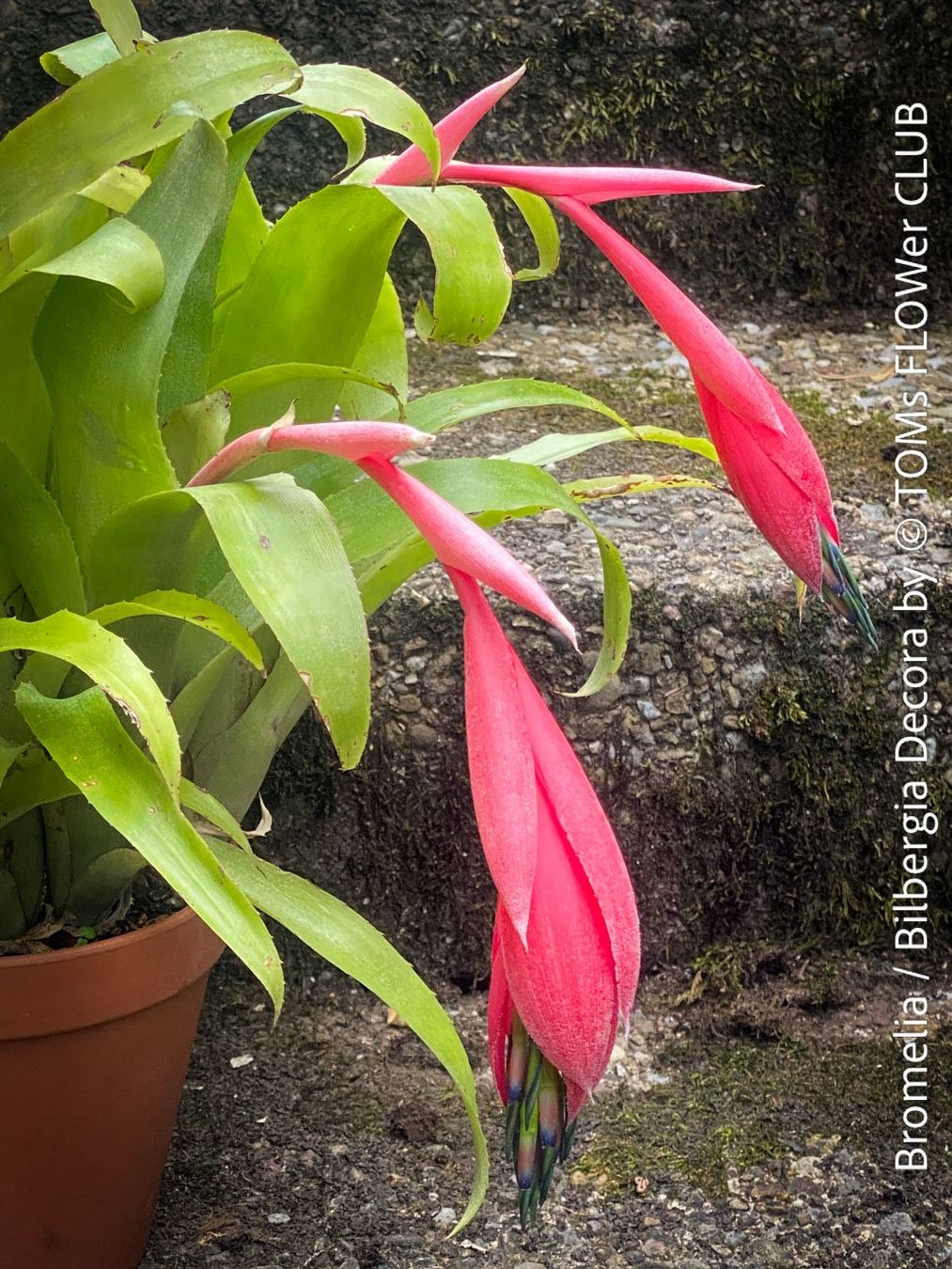 Piante & sementi: Bromelia / Bilbergia Decora - super robuste Pflanze – Nuovo e nell'imballaggio originale da Adliswil venduto da astom369 1
