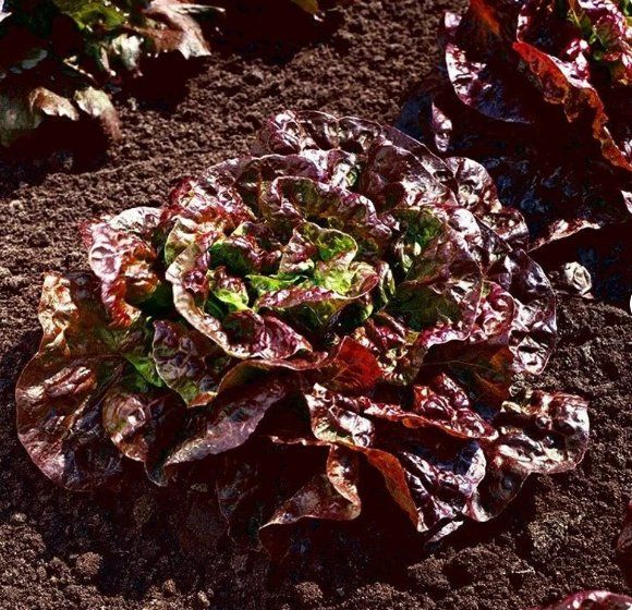 Piante & sementi: Roter Buttersalat  / 20 Samen – Nuovo (secondo la descrizione) da Hinteregg venduto da ERFOLG78 1