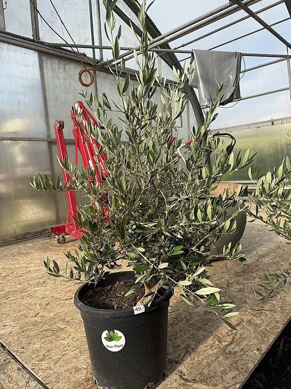 Piante & sementi: Schöner Olivenbaum im Topf – Nuovo (secondo la descrizione) da Zuckenriet venduto da Thur_Plant 4