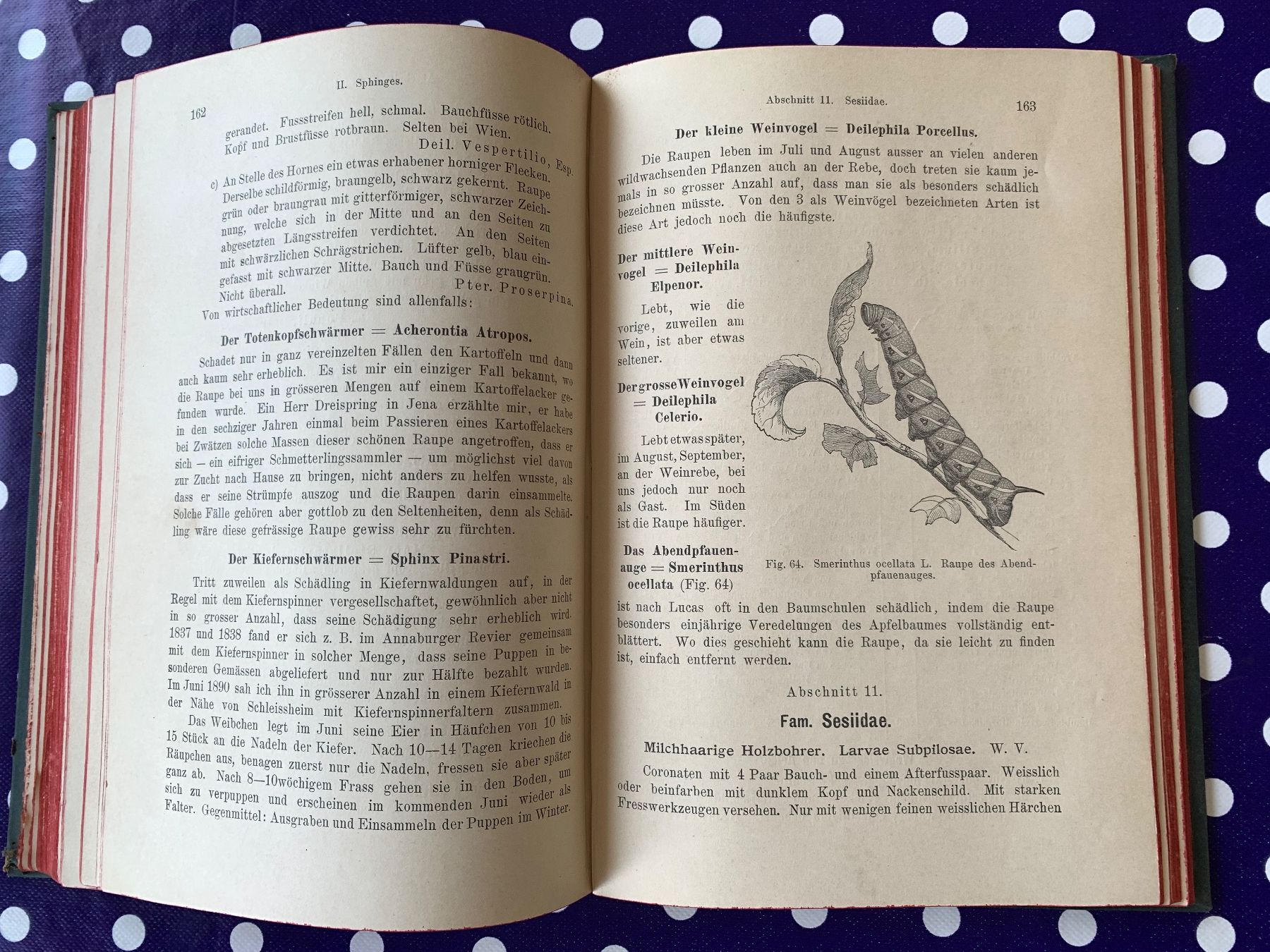 Libri: Antikes Buch Die Raupen 1899 – Usato da Basel venduto da Akinom50 2