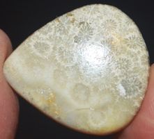 Cabochon L-628 – Fossil Koralle - 31x27mm