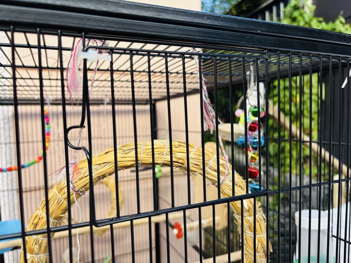 Gabbie, trasporto & Sicurezza: Grande cage oiseaux – Usato da LA HEUTTE venduto da Moonlightwater 1