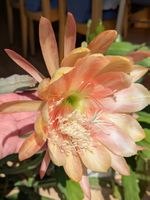 Epiphyllum Blattkaktus Epicactus King Midas