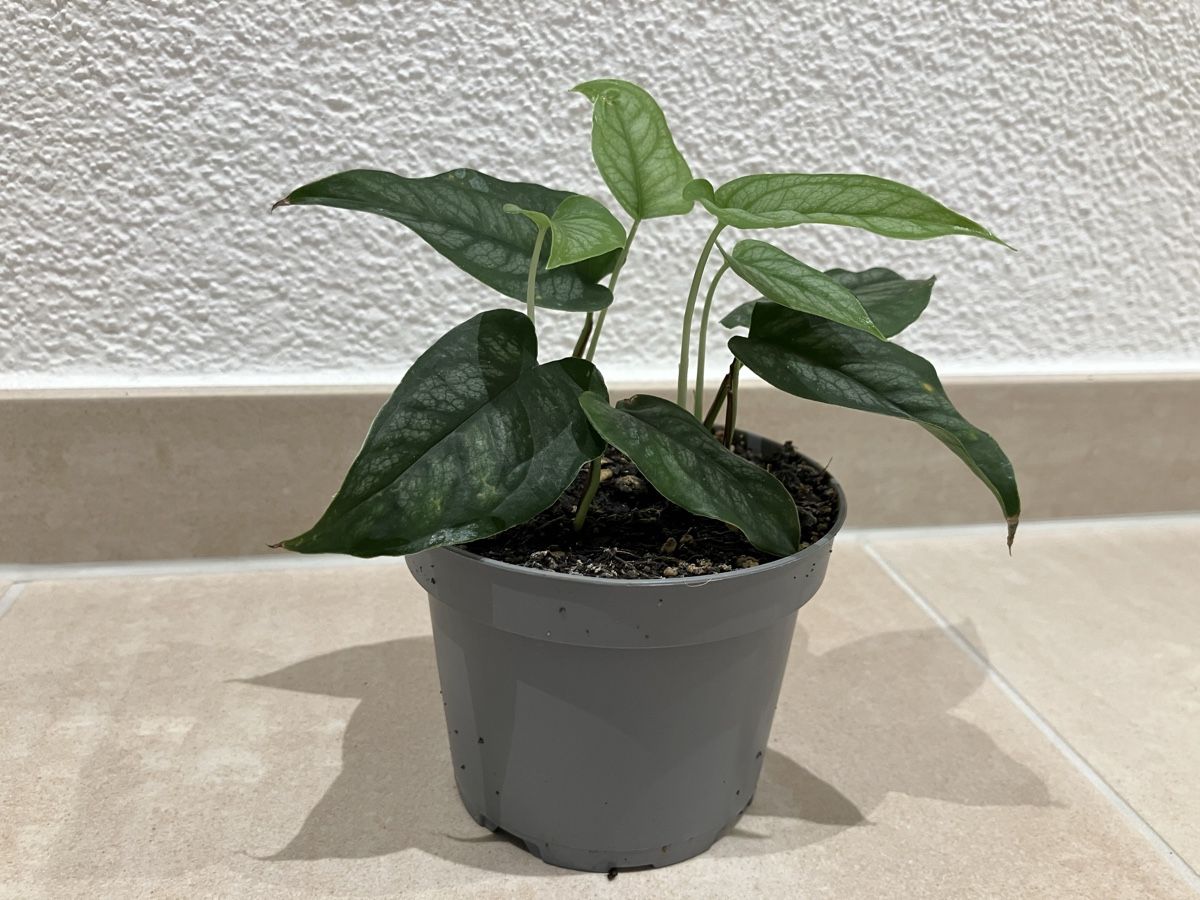Plantes & graines: Monstera siltepecana Jungpflanze – Neuf (Voir description) à Horw par Rockfish 2