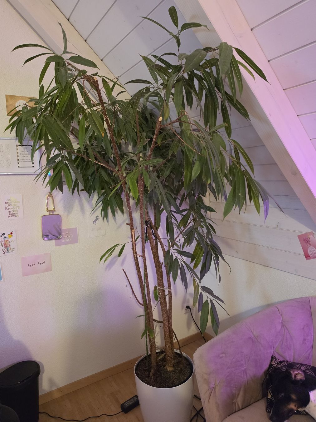 Pflanzen & Samen: Ficus Pflanze  – Gebraucht aus Uster von mikedizzy84 3