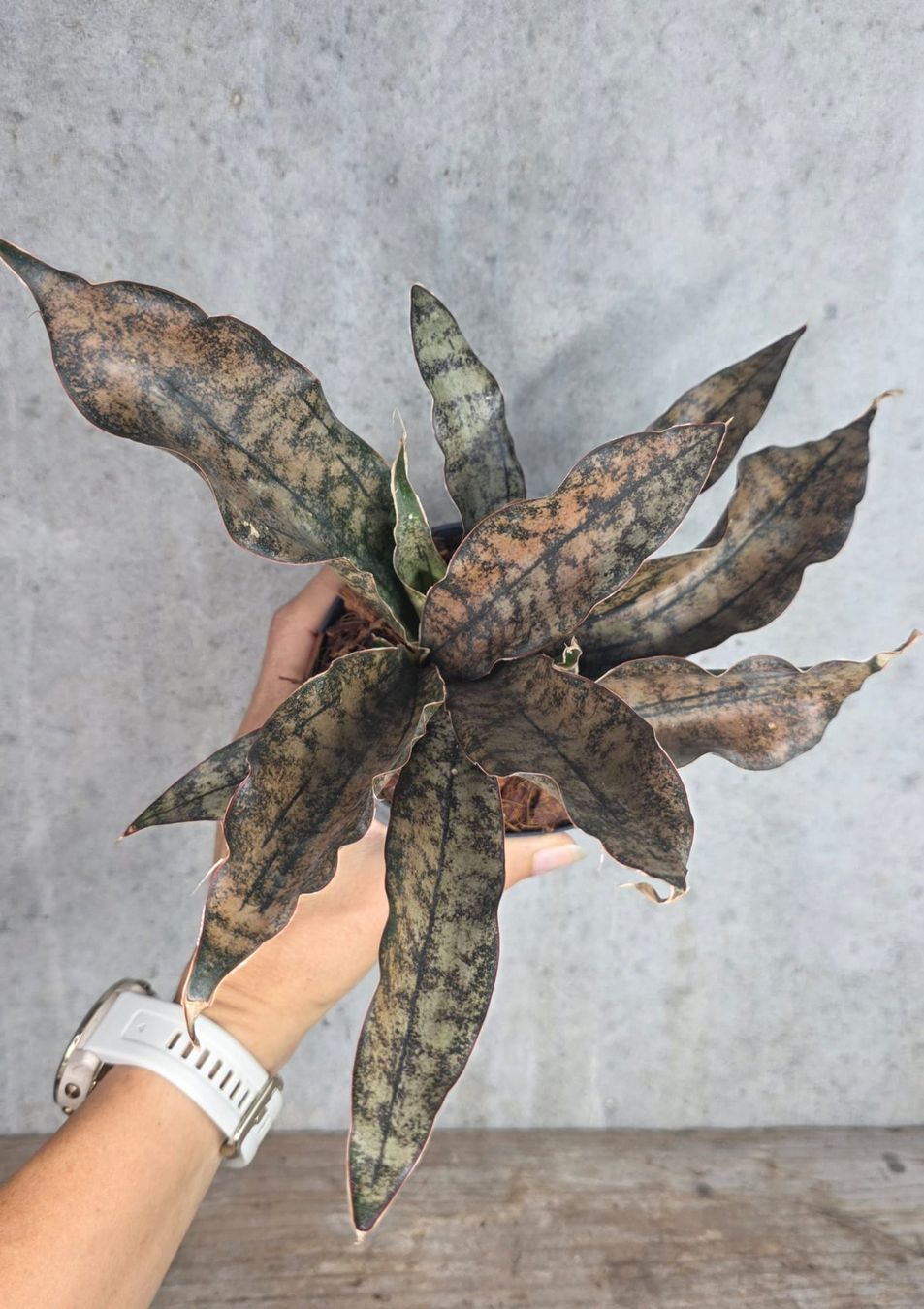 Piante & sementi: Sansevieria kirkii 'Coppertone' – Nuovo (secondo la descrizione) da St.Erhard venduto da Plumilandschweiz 2