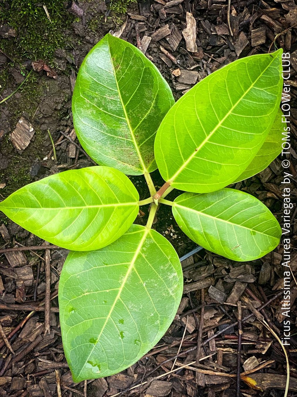 Pflanzen & Samen: Ficus Altissima Aurea Variegata - als Steckling – Neu und originalverpackt aus Adliswil von astom369