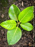 Ficus Altissima Aurea Variegata - als Steckling