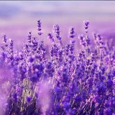 Profile image of ThymLavender