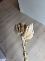 Getrocknete Hasenpfötchengras