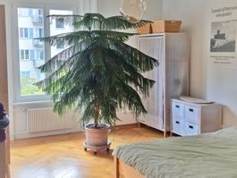 Zimmerpflanze Prächtige Zimmertanne AraucariaHeterophylla 2m