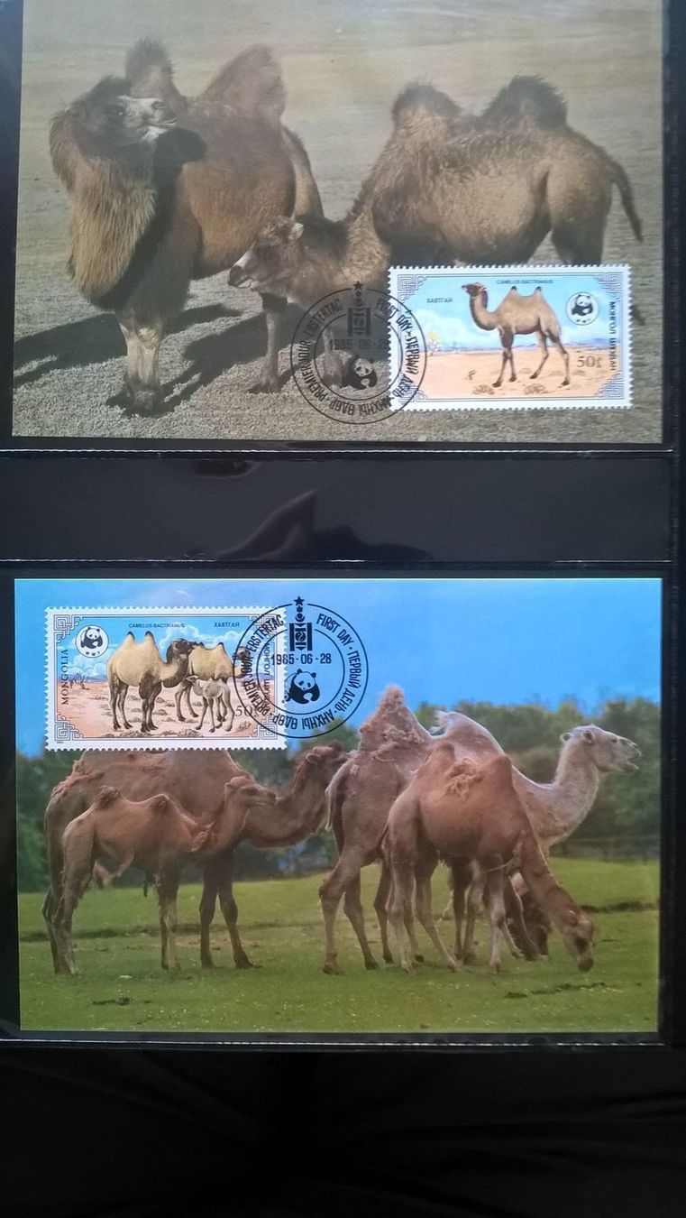 Tutti i francobolli: WWF Mongolei 1985 Zweihöckriges Kamel Satz Maximumkarten – Nuovo (secondo la descrizione) da Liestal venduto da schnueps 1