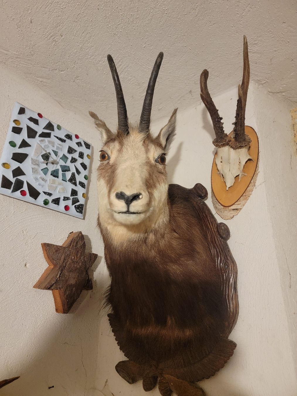 Monde des animaux: Ausgestopfte Gams – D'occasion à Sils im Domleschg par platin01