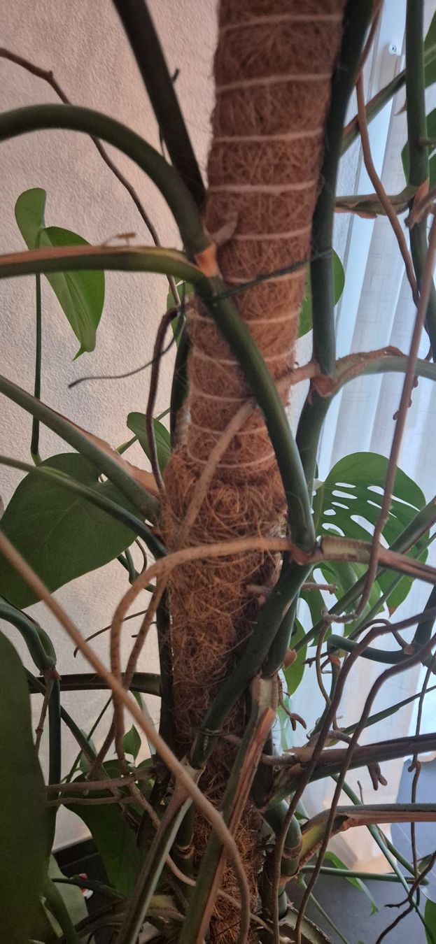 Piante & sementi: Monstera Deliciosa Pflanze – Usato da Ins venduto da Rhulk 2