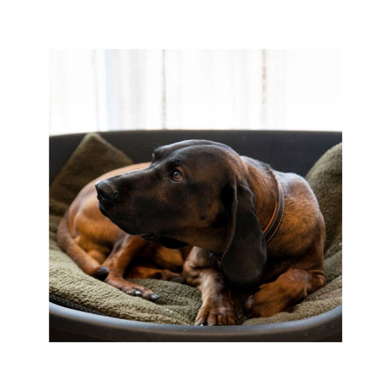 Coperte & Accessori: Eurohunt Hundedecke – Nuovo e nell'imballaggio originale da Balsthal venduto da allmedba