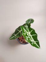Alocasia polly Baby #1