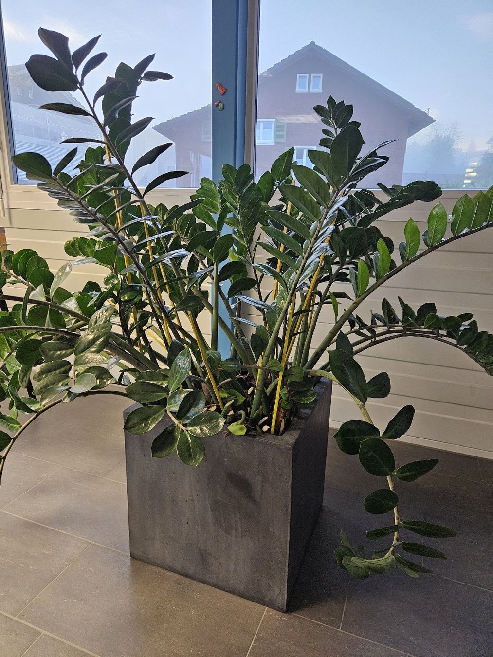 Grosse Glcksfeder (Zamioculcas) in Topf (Gebraucht) in St. Gallen fr CHF  30  nur Abholung auf Ricardo kaufen
