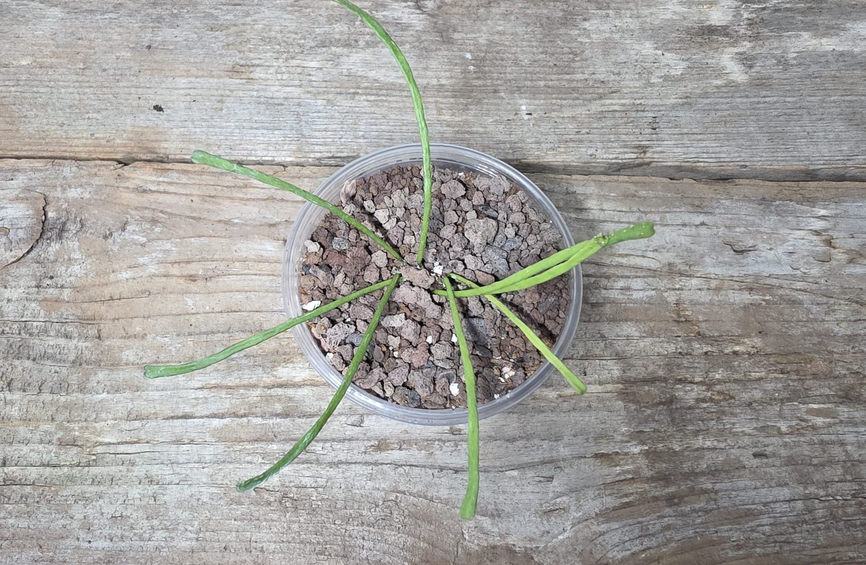Piante & sementi: Hoya Retusa – Nuovo (secondo la descrizione) da St.Erhard venduto da Plumilandschweiz 2
