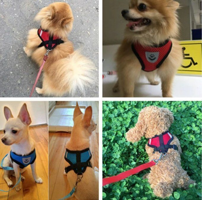 Abbigliamento: Welpen HUNDE Katze GESCHIRR – Nuovo e nell'imballaggio originale da Uerkheim venduto da Kaufoption 7