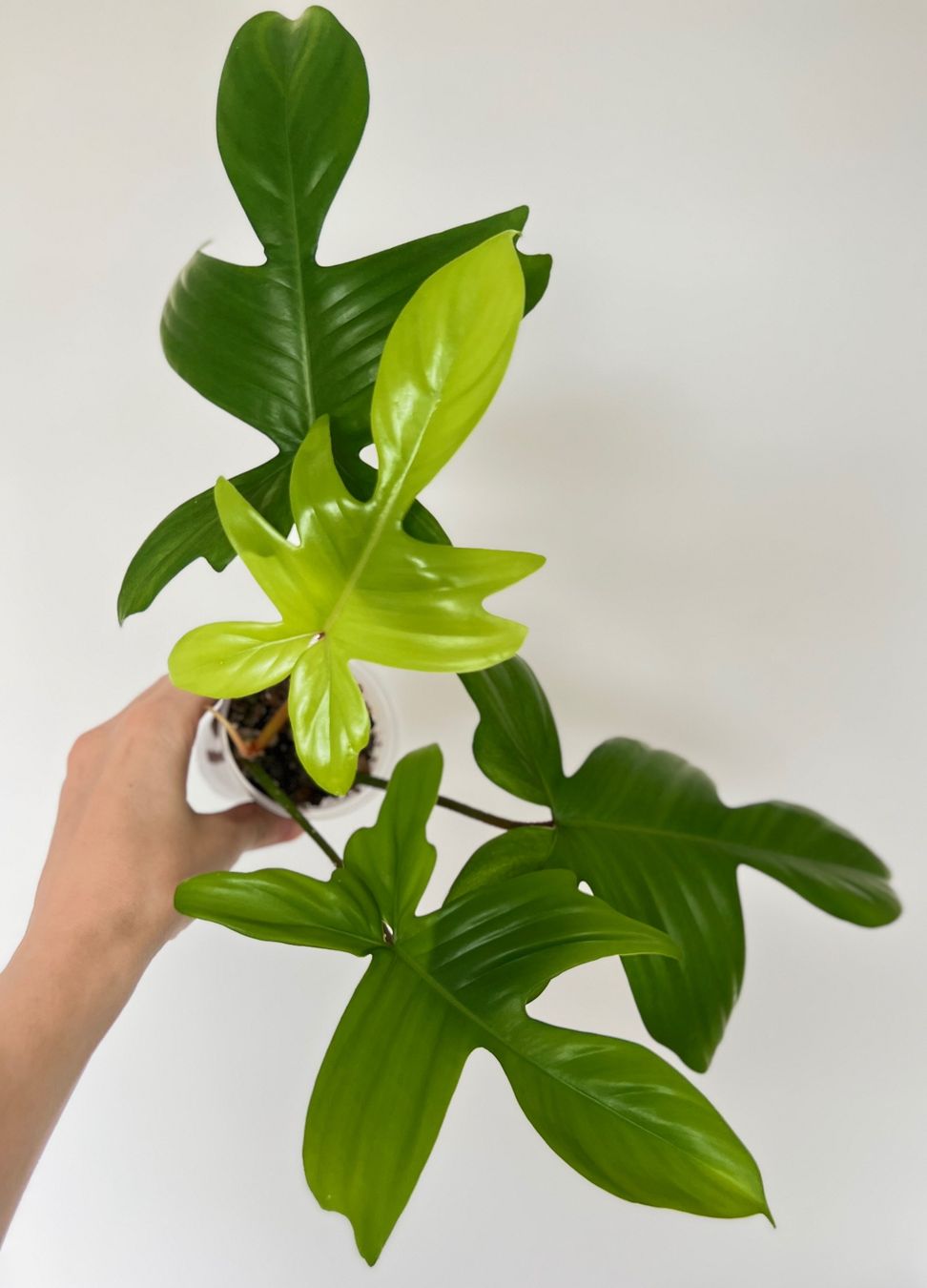 Plantes & graines: Philodendron Florida Ghost😍 – D'occasion à Glattpark(Opfikon) par ste_n99y 8