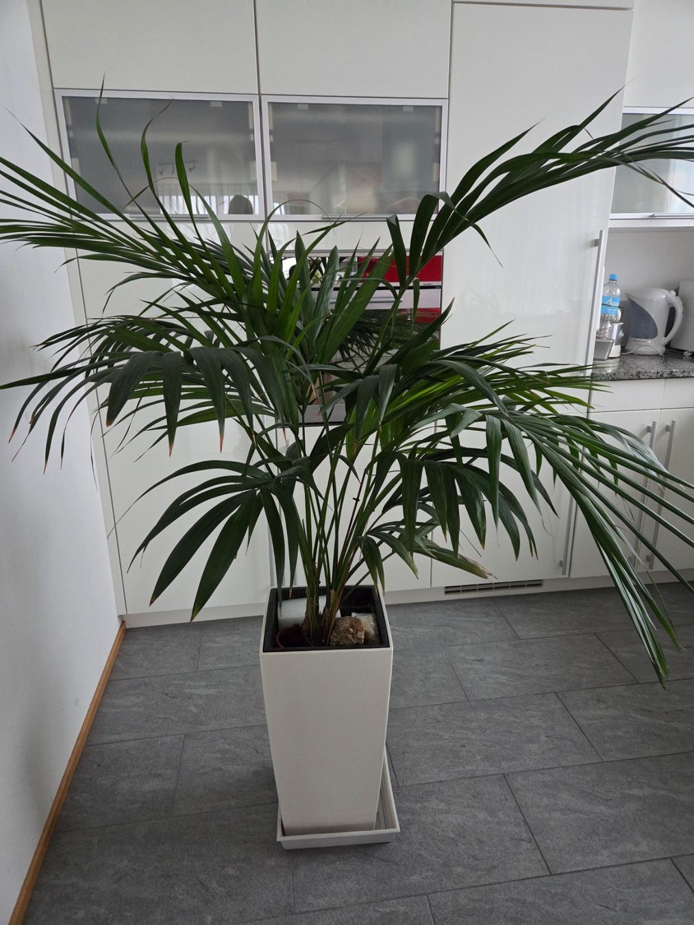 Piante & sementi: Zimmerpflanze Palme – Usato da Stans venduto da chessy.
