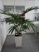 Zimmerpflanze Palme