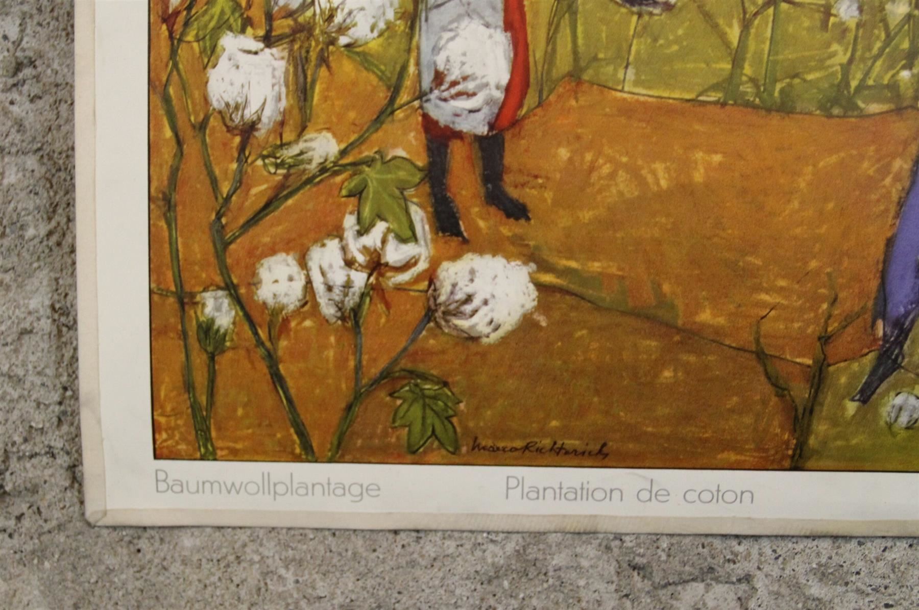 Poster & Bilder: Schulwandbild "Baumwollplantage" – Gebraucht aus Birrwil von brandschatz_birrwil 5