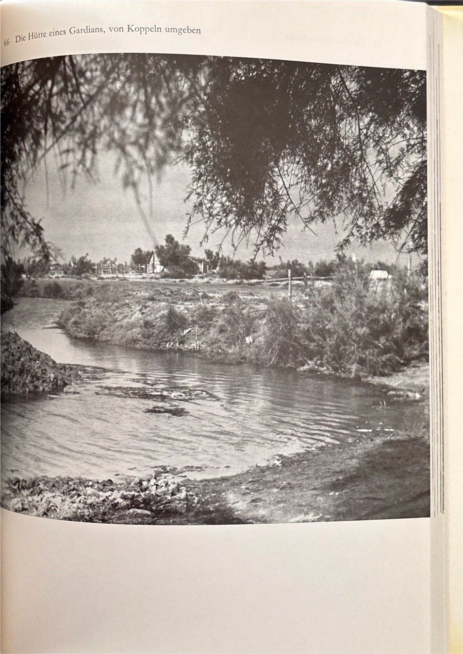 Libri: Die weissen Pferde der Camargue – Usato da Sarnen venduto da Livres 8
