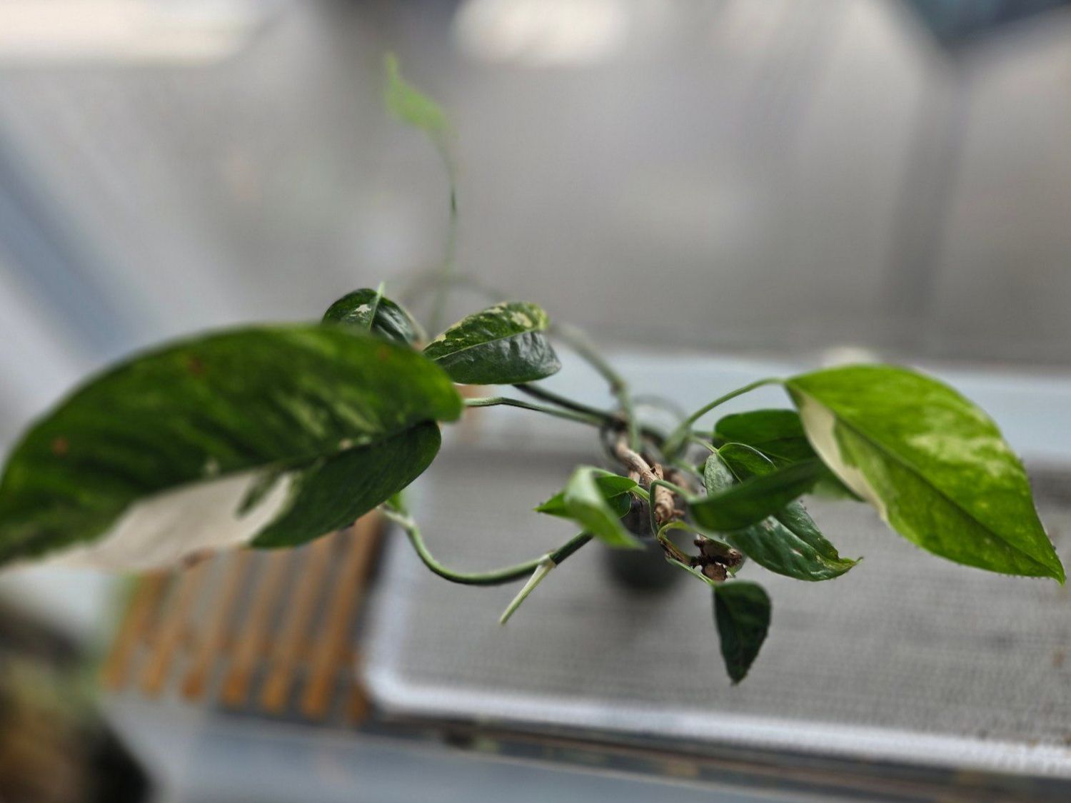 Piante & sementi: ** Epipremnum Pinnatum variegata** – Usato da Broc venduto da omegadlocks 1