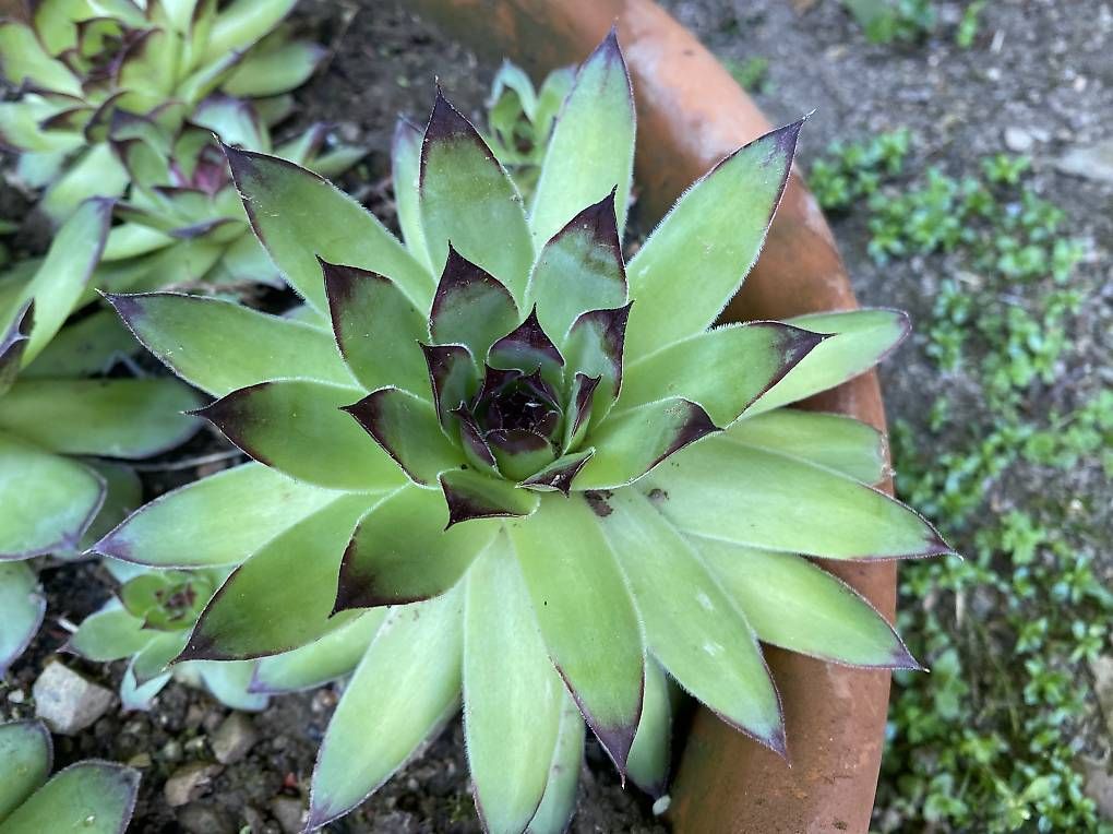 Piante & sementi: Pianta Grassa " Sempervivum "  – Usato da Cureglia venduto da Alevintage74 1