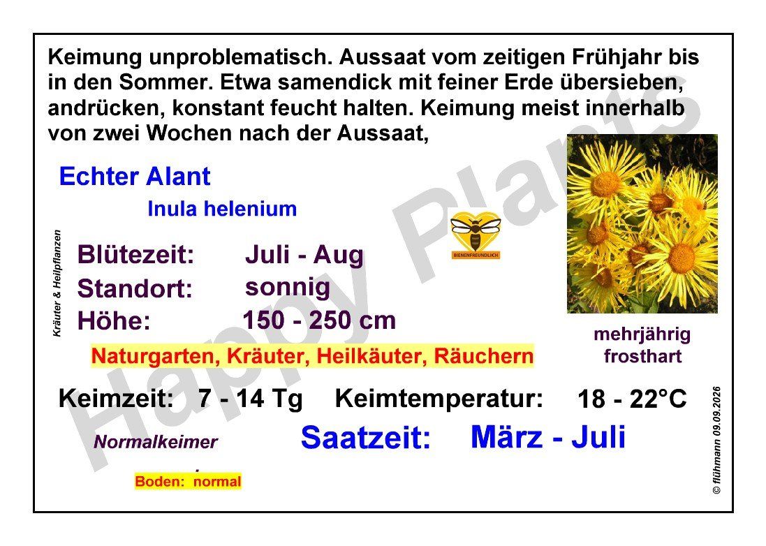 Piante & sementi: Echter Alant - Inula helenium - 100 Samen – Nuovo e nell'imballaggio originale da Sumiswald venduto da Cham14558 3