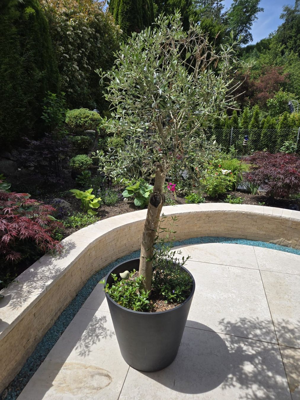 Piante & sementi: Olivenbaum Garten – Usato da Illnau venduto da Krog0 1