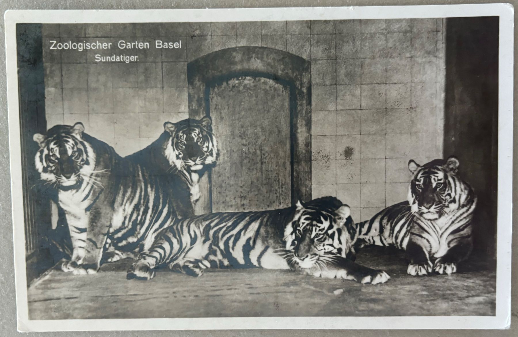 Cartoline postali: Basel, Zoo, Sundatiger, Tiger – Usato da Frauenfeld venduto da Merk52