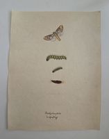 Schmetterling Buch lose Orig. Aquarell/Gouache 19.h  32x24cm