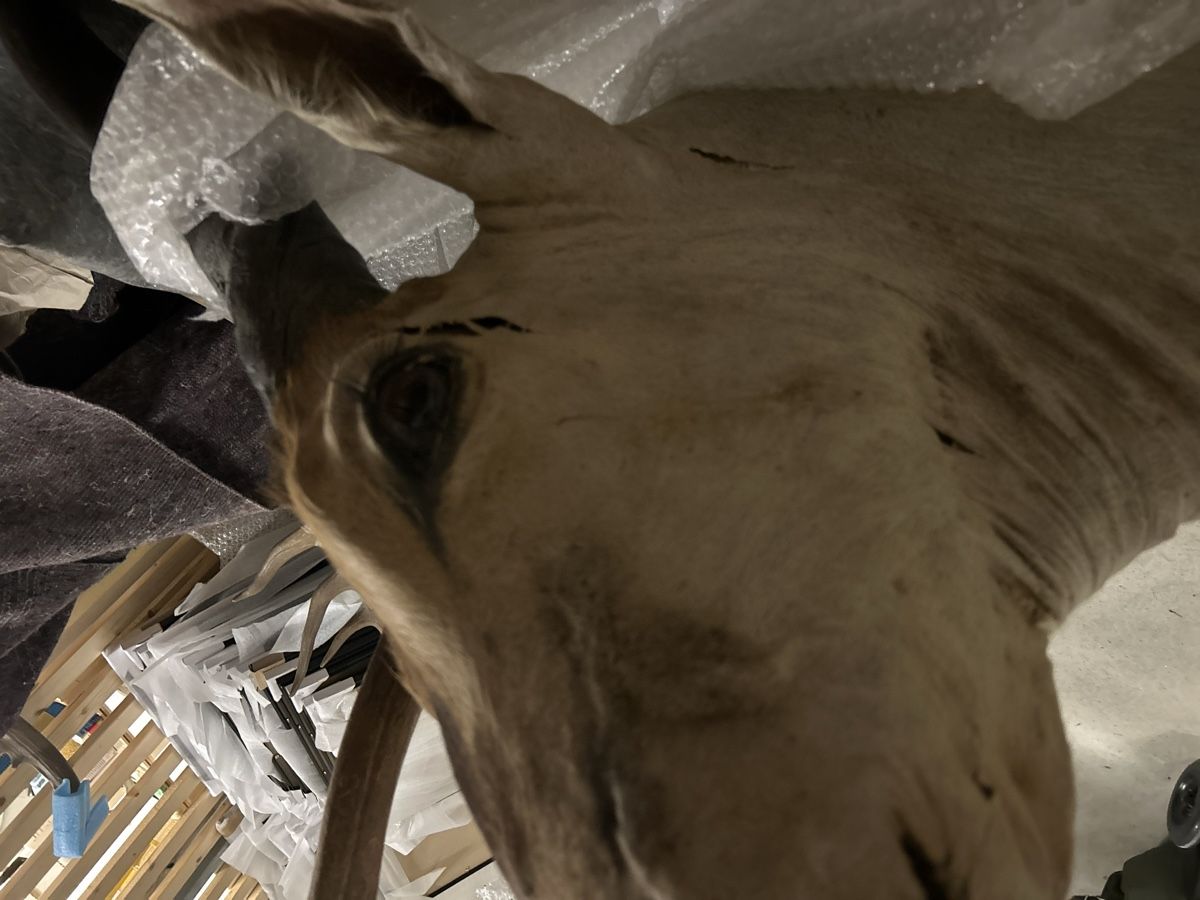 Il mondo degli animali: Elan Antilope Trophäe Jagdtrophäe Afrika Deko Hirschgeweih – Usato da St. Gallen venduto da Mit_Preisvorschlag 3