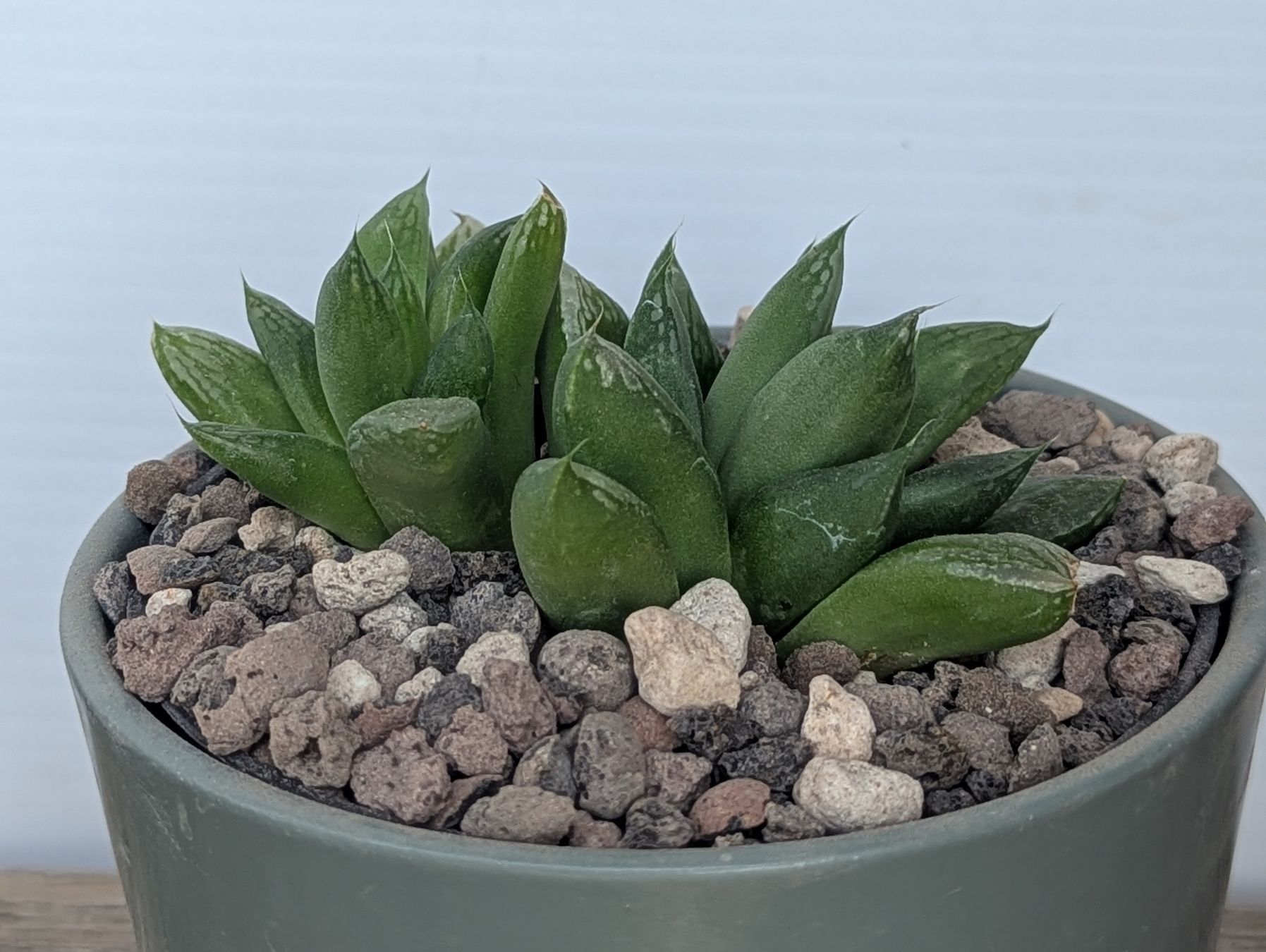 Pflanzen & Samen: Haworthia  – Gebraucht aus Comano von che_8lc2