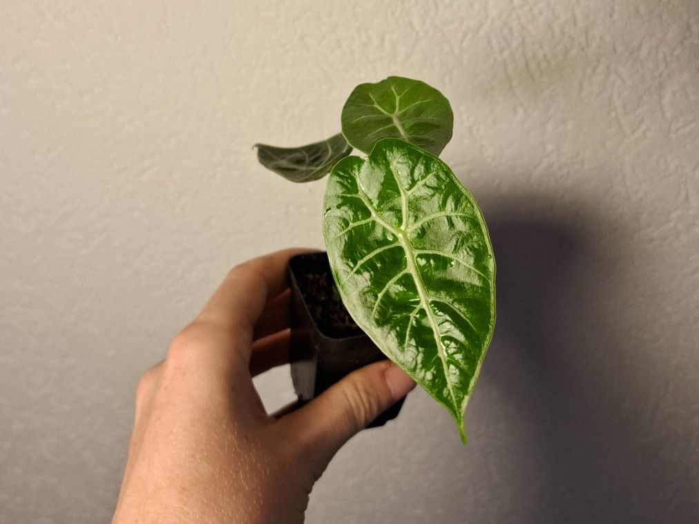 Piante & sementi: Alocasia Watsoniana – Usato da Hausen AG venduto da Pflaenzlioase